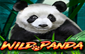 Wild Panda